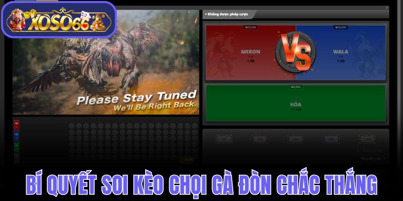 Bí quyết soi kèo chọi gà đòn trăm trận trăm thắng 