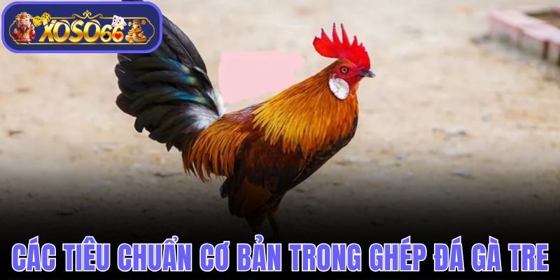Các tiêu chuẩn cơ bản trong ghép đá gà tre