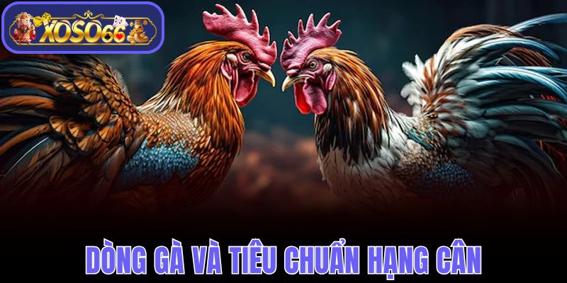 Dòng gà và tiêu chuẩn hạng cân người chơi nên biết